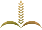 Wheat (1)